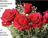  ??  ?? Red roses are the most commonly chosen for cut flowers and a must for Valentine’s Day.