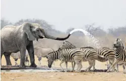  ?? SHUTTERSTO­CK ?? Löwen, Elefanten, Giraffen, Zebras, Geparden und Oryx sowie viele weitere Tiere tummeln sich im Etosha National Park.