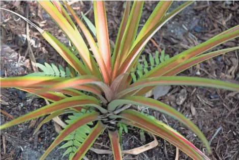  ?? ANGEL VALENTIN / FOR THE MILWAUKEE JOURNAL SENTINEL ?? A small bromeliad, which is not considered harmful but is a major source of standing water, is seen at the Miami Beach Botanical Garden where a tourist is believed to have contracted the Zika virus. Water often pools in the plant, creating a breeding spot for mosquitoes.