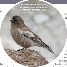  ??  ?? Brandt’s Mountain Finch was discovered in the small settlement of Gorak Shep.