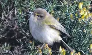  ?? Photograph: Arthur Duncan. ?? Chiffchaff, a familiar summer visitor, rarely overwinter­s this far north.