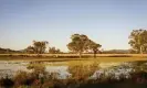  ?? Photograph: Tom Plevey/ The Guardian ?? A cattle paddock beside Old Bluevale Road in Gunnedah. The ground is too saturated to absorb the standing water – it can only evaporate.