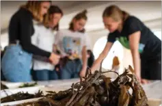  ??  ?? Kattegatce­ntret bød i efterårsfe­rien på flere aktivitete­r, bl.a. ”Fra bund til mund” om ernaering fra havet med tang, alger og fisk. Arkivfoto: Joachim Ladefoged