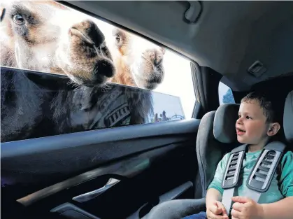  ??  ?? A delighted child enjoys an encounter with camels at the drive-in Safari Park in Szada, Hungary, Tuesday. REUTERS