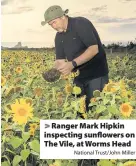  ?? National Trust/John Miller ?? &gt; Ranger Mark Hipkin inspecting sunflowers on The Vile, at Worms Head