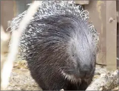  ??  ?? Three-year-old Ajo, a crested porcupine.