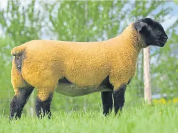  ??  ?? TOP PRICE: A Suffolk gimmer from Mark Priestley sold for £5,300 to a buyer in Italy.