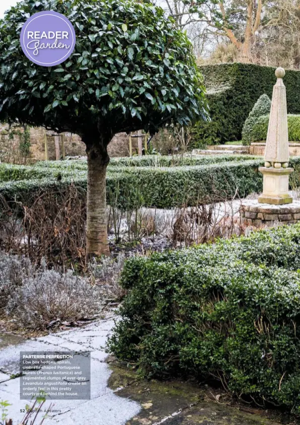  ??  ?? PARTERRE PERFECTION Low box hedges, spirals, umbrella-shaped Portuguese laurels (Prunus lusitanica) and regimented clumps of ever-grey Lavandula angustifol­ia create an orderly feel in this pretty courtyard behind the house.