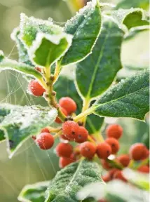  ??  ?? Ilex aquifolium ‘J.C. van Tol’ has few spines on its leaves, but an abundance of bright red berries.