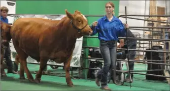  ?? Photos by Ryan Dahlman ?? Mila Wever won the Market Steer Overall Grand Champion. Here she brings him into the show ring.