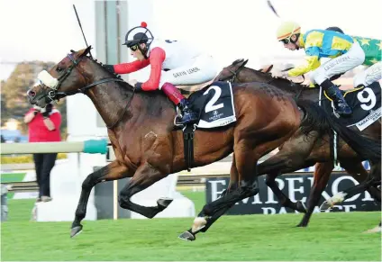  ??  ?? HUNT. New Predator is on the hunt for his second Peermont Emperors Palace Charity Mile title and his trainer believes he has a good chance in this Saturday’s Grade 2 1600m race.