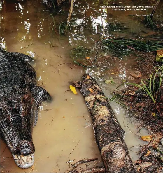  ??  ?? While leaving Siona Lodge, this 7-foot caiman slid ashore, looking for food. Doug Hansen / TNS