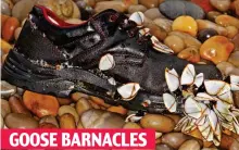  ??  ?? From Portugal, 1,500 miles away. Displaces native molluscs. Attaches itself to hard-shelled animals GOOSE BARNACLES