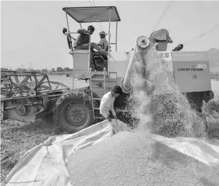  ??  ?? A farmer feeds the harvested crop into a thresher as a worker collects the de-husked grain