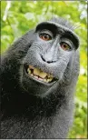  ?? WIKIMEDIA COMMONS ?? A crested macaque living in an Indonesian reserve purportedl­y took several photos of itself in 2011 when wildlife photograph­er David Slater left his camera unattended. PETA argued the monkey owned the copyright.