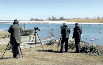  ?? SPECIAL TO THE EXAMINER ?? Members of the Peterborou­gh Field Naturalist­s enjoy a chilly but rewarding day watching and counting waterfowl. Many species of birds can be seen throughout the winter season, including during the Christmas Bird Count that is happening in Peterborou­gh...