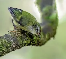  ??  ?? T¯ıtipounamu (rifleman) are among the many native birds breeding at Wellington’s ecosanctua­ry, Zealandia.