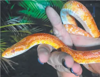  ?? Picture: COURTESY OF WILD ENCOUNTERS ?? The exotic American corn snake found on the Gold Coast.