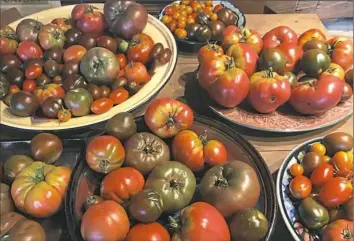 ?? Miriam Rubin ?? Homegrown tomatoes include ‘Cherokee Purple,’ ‘Black Plum,’ ‘Oxheart’ and ‘Amish Paste.’
