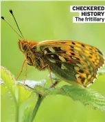  ??  ?? CHECKERED
HISTORY The fritillary