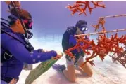  ?? AP PHOTO/WILFREDO LEE ?? On Friday, grad student Berfin Sagir, left, and research associate Catherine Lachnit collect coral fragments to be transplant­ed near Key Biscayne, Fla.