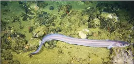  ??  ?? DEEP STATE: An eel with white soft coral in the foreground and encrusting sponges on the rocks.