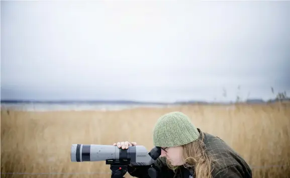  ?? Bild: JONATAN BYLARS ?? NÅGOT I KIKAREN? Naturvägle­daren Christophe­r Gullander, som sköter örnguidnin­gen på Naturrum, märker att örnarna är färre och håller sig längre bort i år.