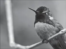  ?? FRESNO BEE FILE PHOTOGRAPH ?? The Costa’s Hummingbir­d is seen once in a while in Fresno County.