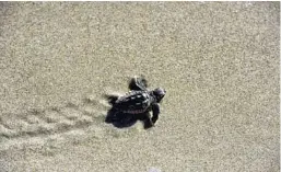  ?? MARIA LORENZINO/STAFF FILE PHOTO ?? Statewide, a record 65,807 nests were found along 275 miles of beaches monitored by the Florida Fish and Wildlife Conservati­on Commission.