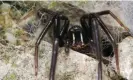  ?? Alamy ?? The green-fanged tube web spider (Segestria florentina) got a foothold in Bristol and is now found across southern Britain. Photograph: