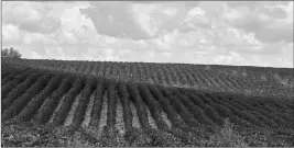  ?? ASSOCIATED PRESS ?? THIS 2018 FILE PHOTO shows rows of soybean plants in a field near Bennington, Neb. A report by the United Nations released on Thursday says that human-caused climate change is dramatical­ly degrading the planet’s land, while the way people use the Earth is making global warming worse.