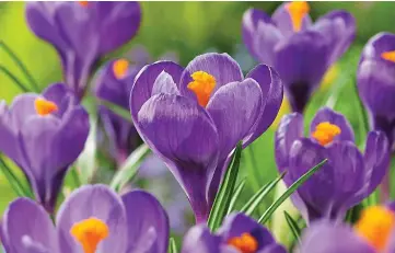  ??  ?? Jewel bright: Crocus vernus Flower Record brings a splash of colour in early spring