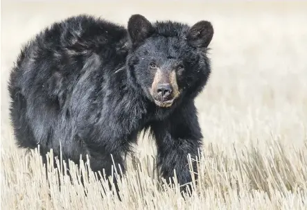  ?? THE CANADIAN PRESS ?? Concern is growing for this injured black bear that has been spotted on the outskirts of Calgary. The best option would be to capture it and then rehabilita­te it at a nearby facility, says a local biologist.