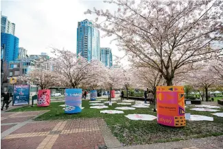  ?? ?? The Cherry Blossom Festival is pure joy.