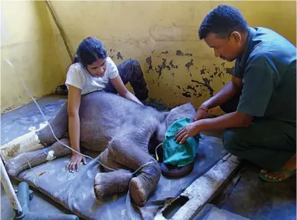  ??  ?? Healing touch: Dr Basumatary, right, and a volunteer treat Rupa’s injured leg on her arrival at the centre