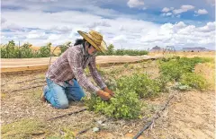  ?? JOHN BURCHAM/NEW YORK TIMES ?? Artie Yazzie, a community gardener, grows produce for his neighbors in Teesto, Ariz., on the Navajo Nation last month. As the pandemic has brought home the importance of the global movement for food sovereignt­y, members are planting and sharing.