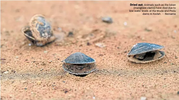  ?? — Bernama ?? Dried out: animals such as the lokan (mangrove clams) have died due to low water levels at the Muda and Pedu dams in Kedah.