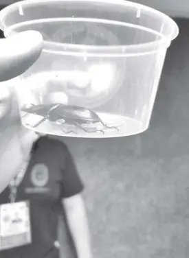  ?? PHOTO COURTESY OF BOC-NAIA ?? AN airport Customs personnel shows one of the 14 live plant-eating beetles seized recently at the Central Mail Exchange Center.