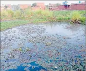  ?? HT PHOTO ?? A pond covered with weed at Cheema Kalan village in Tarn Taran district.