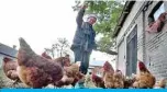  ??  ?? WARSAW: A Polish woman feeding her poultry in the village next to Warsaw. Poland’s farmers have been hit hard by the coronaviru­s pandemic. — AFP