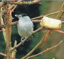  ?? Vanderveke­n Photo Walter ?? A blackcap attracted into the garden by fruit.