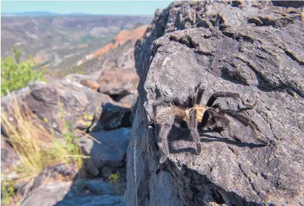  ?? EDDIE MOORE/JOURNAL ?? A tarantula climbs among rocks near the Rio Grande in White Rock Canyon earlier this month. Los Alamos National Laboratory is considerin­g options for a corridor between Santa Fe and Los Alamos.