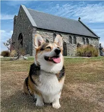  ?? WILL MAISEY ?? Ernie the corgi
visits the famous Church of the Good Shepherd in
Tekapo.