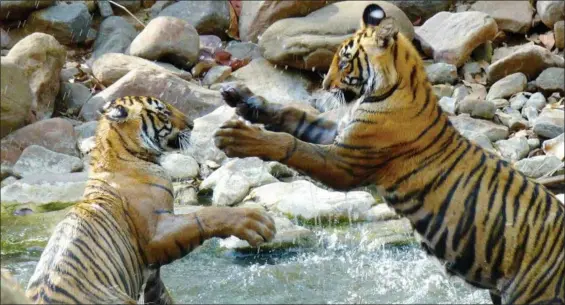 ?? DEAN FOSDICK VIA AP ?? One-year-old tiger cubs are shown roughhousi­ng with one another in a shallow stream in Ranthambor­e National Park in northern India. Their play appears violent but note that their claws are not extended. Wildlife sightings are opportunis­tic and require...