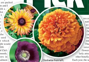  ??  ?? Clockwise from left: the ‘Laurens Grape’ poppy, Rudbeckia hirta ‘Sahara’ and ‘Fireball’ marigold