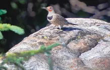  ??  ?? RIGHT: A northern flicker stands on a rock in the Sangre de Cristo Mountains. Volunteers are counting birds at select locations in New Mexico.