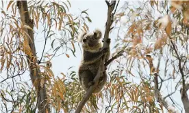  ??  ?? Koala numbers around the planned Shenhua coalmine on the Liverpool Plains in NSW have been drasticall­y reduced by drought, bushfires and chlamydia, even before work on the mine begins. Photograph: Internatio­nal Fund For Animal Welfare/PR IMAGE