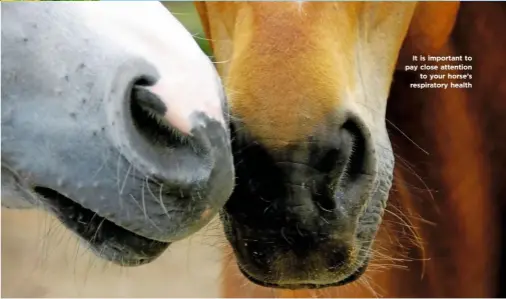  ??  ?? It is important to pay close attention to your horse’s respirator­y health