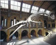  ?? REUTERS ?? The blue whale skeleton which replaced ‘Dippy’