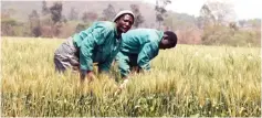  ??  ?? Workers adjust irrigation pipes in a wheat field in Goromonzi last Friday.This late planted wheat is under threat from early rains and farmers have been urged to speed up harvesting to avoid losses. — Picture: Justin Mutenda